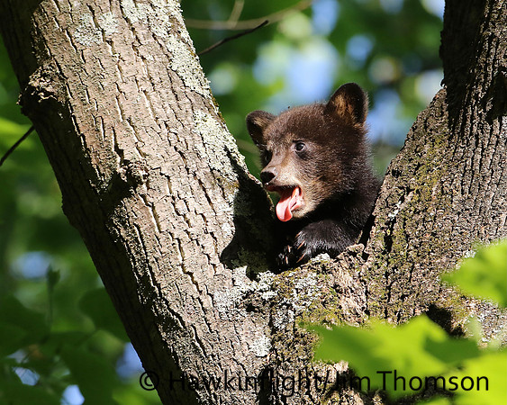 Black Bear