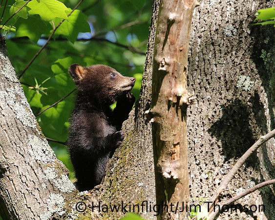 Black Bear