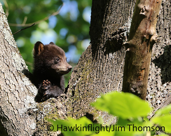 Black Bear