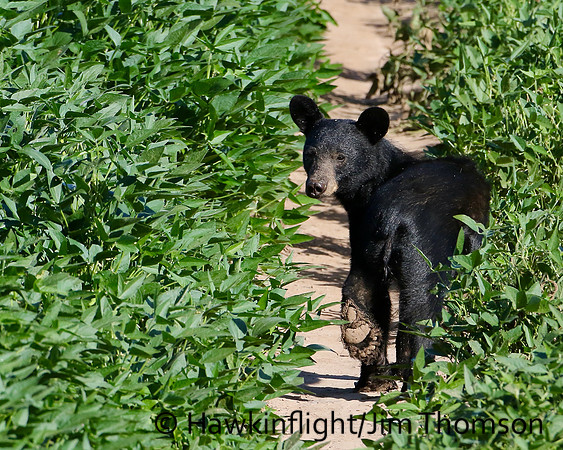 Black Bear