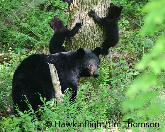 Black Bear
