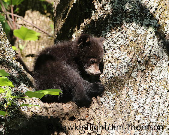 Black Bear