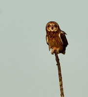 Short-eared Owl