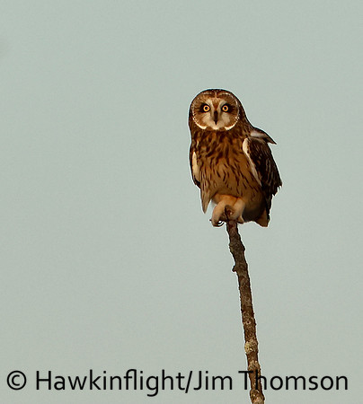 Short-eared Owl