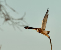 Short-eared Owl