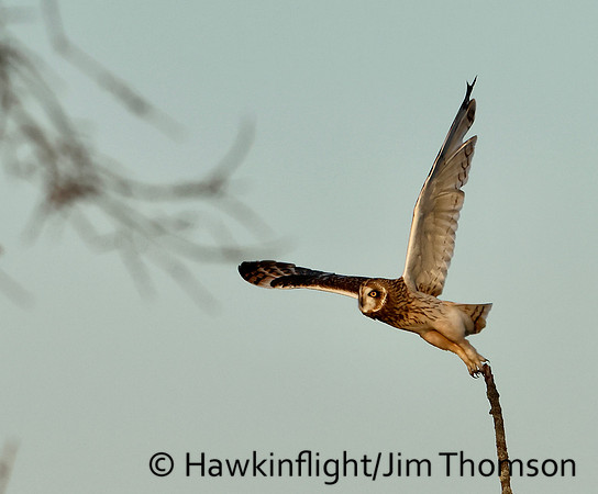 Short-eared Owl