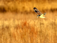Short-eared Owl