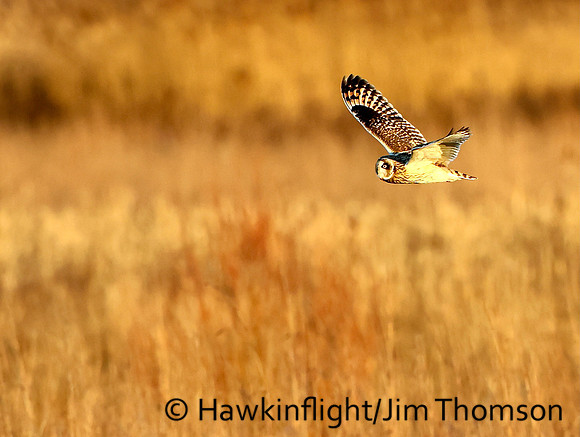 Short-eared Owl