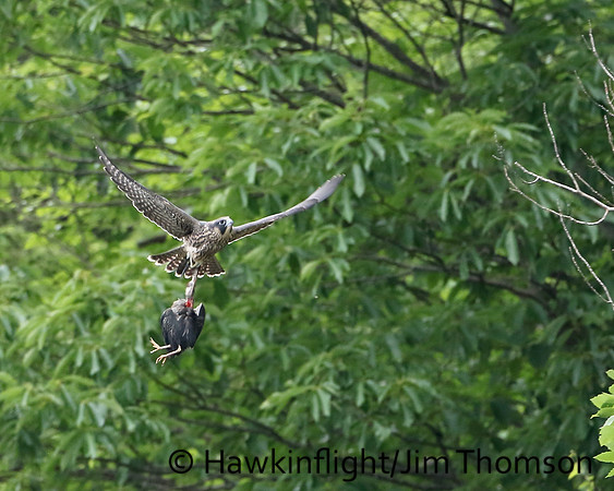 Peregrine Falcon