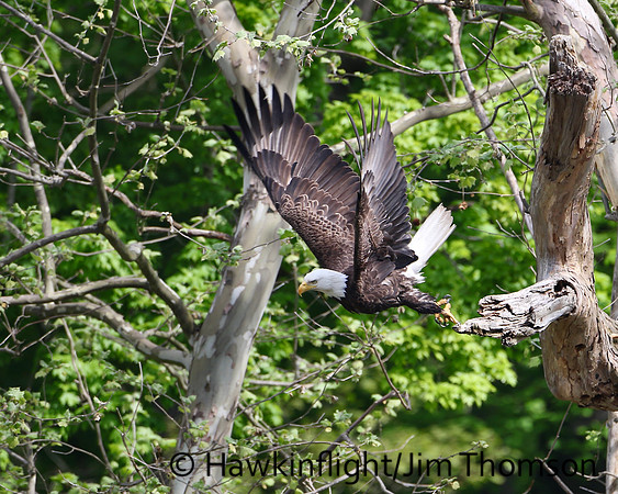 Bald Eagle