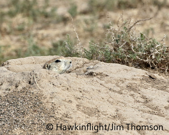 Black-tailed Prairie Dog