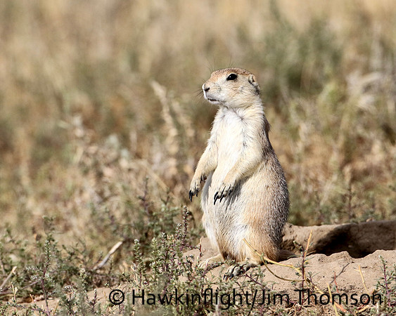 Black-tailed Prairie Dog