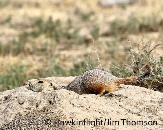 Black-tailed Prairie Dog