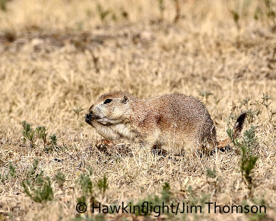 Black-tailed Prairie Dog