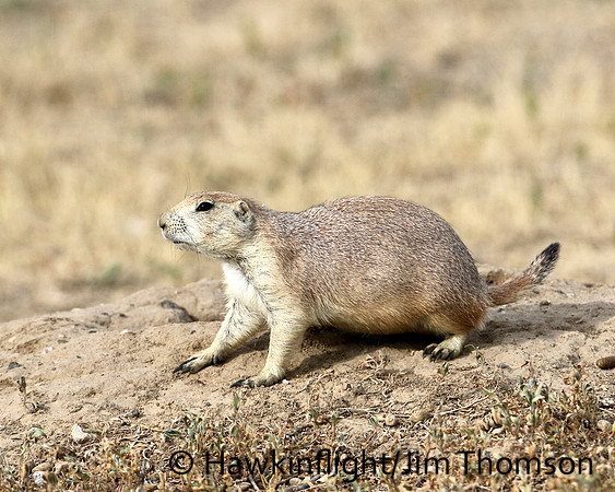 Black-tailed Prairie Dog