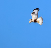 Rough-legged Hawk