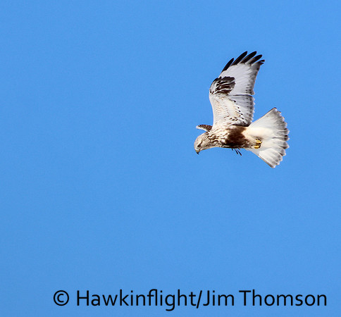 Rough-legged Hawk