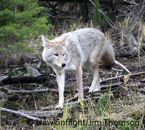Coyote