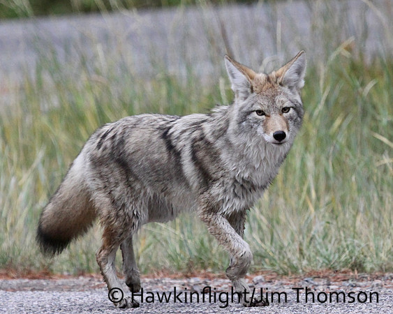 Coyote