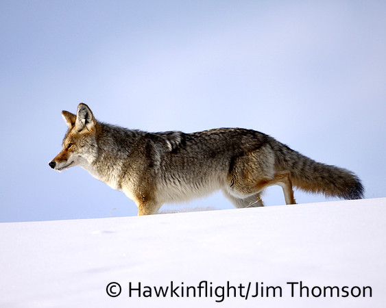 Coyote