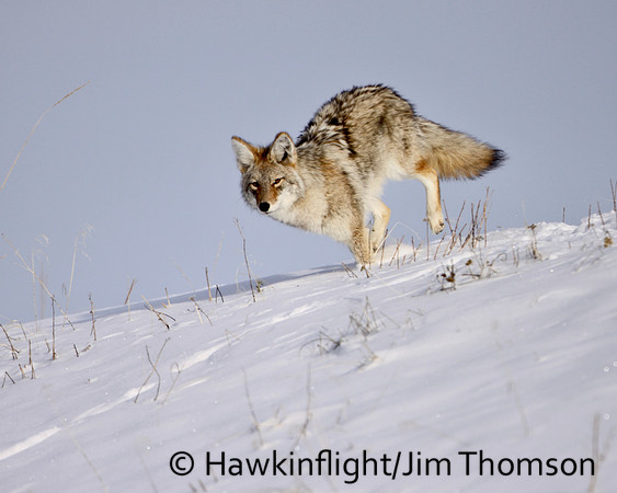 Coyote