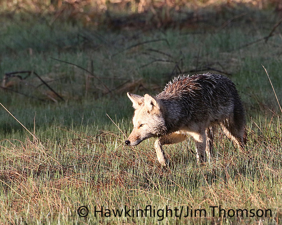 Coyote