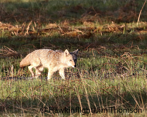 Coyote
