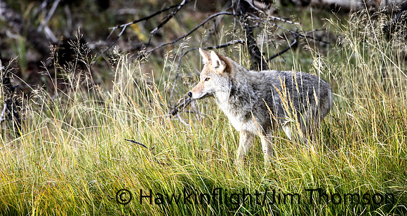 Coyote