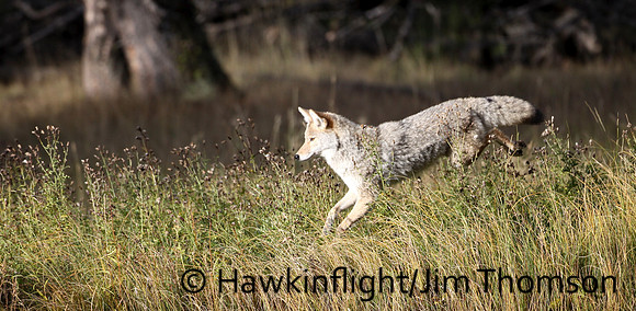 Coyote