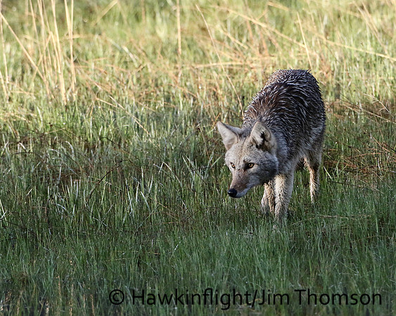 Coyote