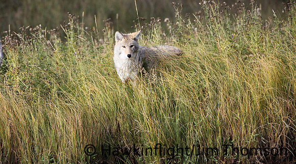 Coyote