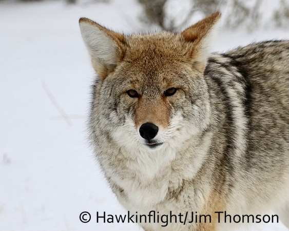 Coyote