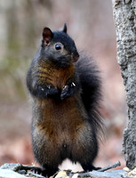 Grey Squirrel