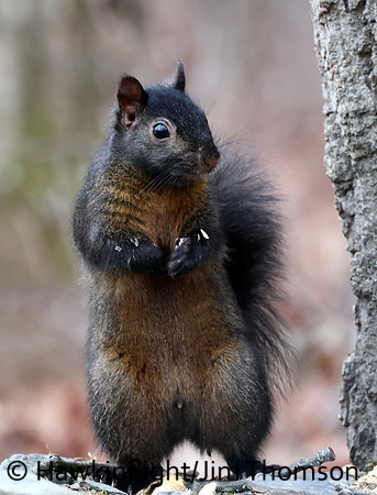 Grey Squirrel