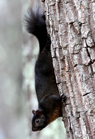 Grey Squirrel
