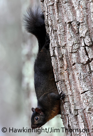 Grey Squirrel