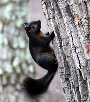 Grey Squirrel