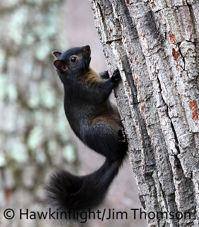 Grey Squirrel