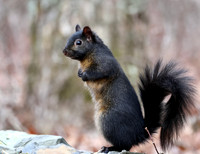 Grey Squirrel