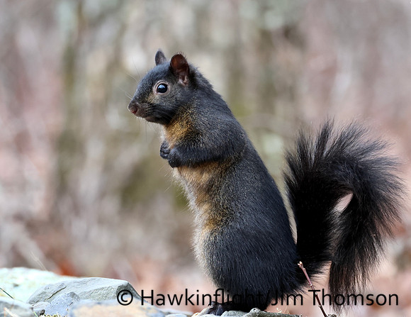 Grey Squirrel