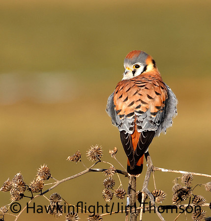 American Kestrel