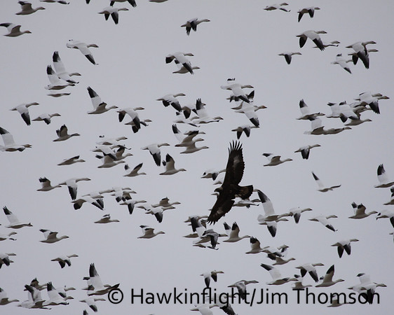 Golden Eagle flushes Snow Geese