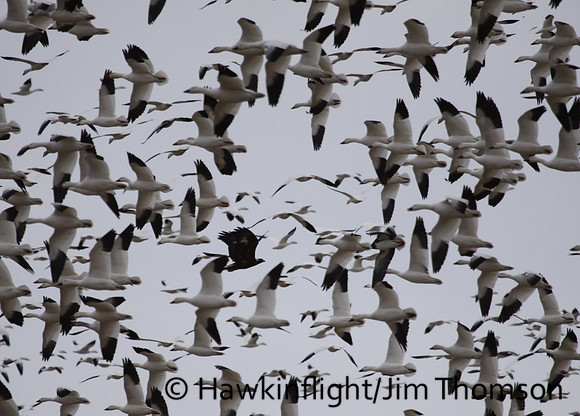 Golden Eagle flushes Snow Geese