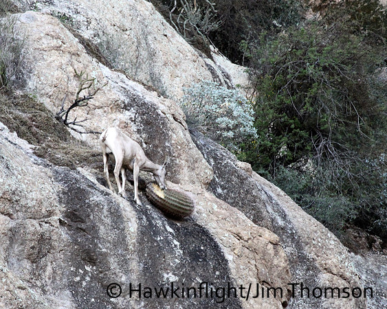 Desert Bighorn Sheep