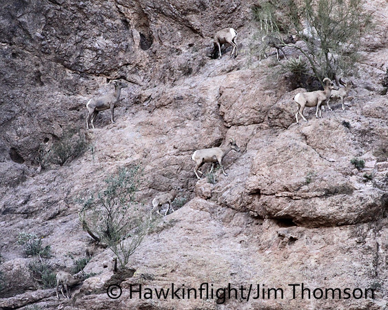 Desert Bighorn Sheep