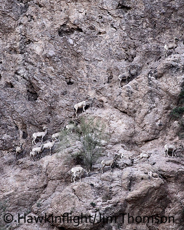 Desert Bighorn Sheep