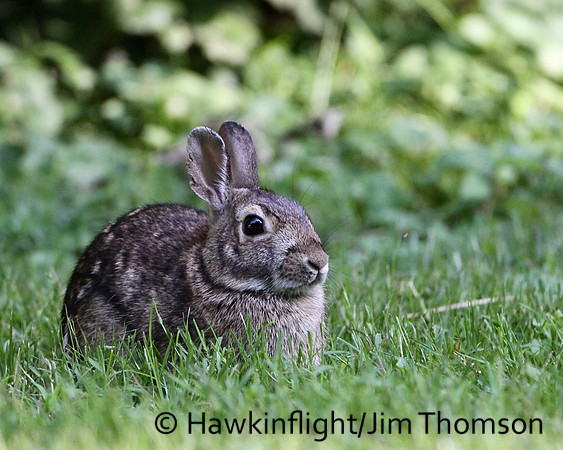 Eastern Cottontail Rabbit