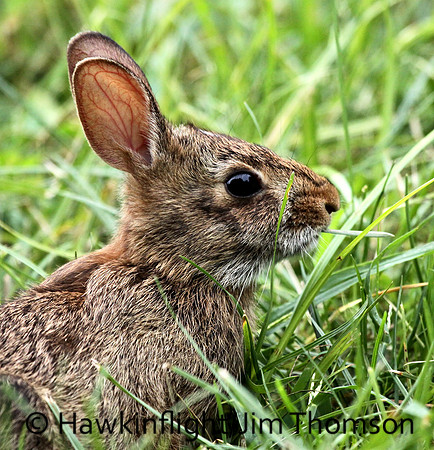 Eastern Cottontail Rabbit