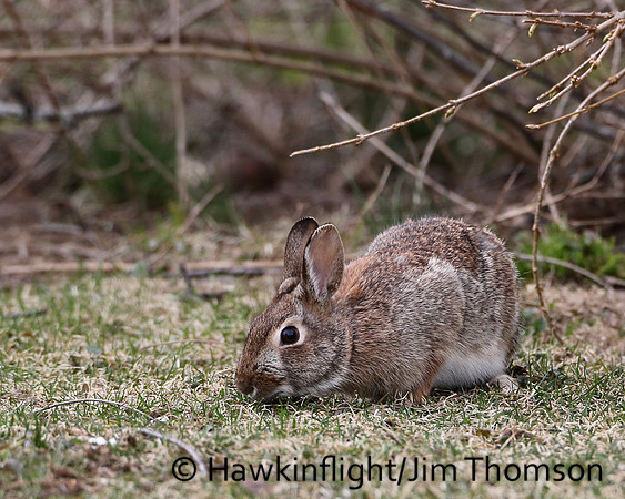 Eastern Cottontail Rabbit
