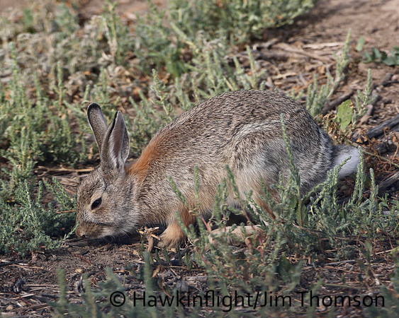 Eastern Cottontail Rabbit